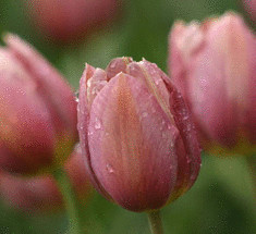 20 лучших сортов тюльпанов Триумф
