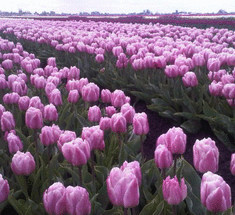 15 лучших лилиецветных тюльпанов