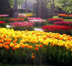 20 самых необычных тюльпанов Парада Никитского ботанического сада 2015