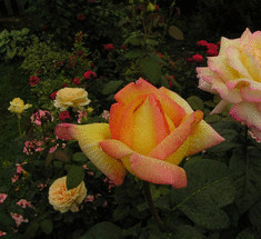 Чайно-гибридные розы 