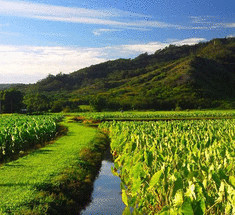 Органическая ферма на Гавайах – островной рай (Видео)