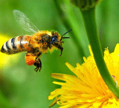 Как рождаются пчёлы