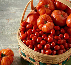 Победим фитофтору: выбираем сорта томатов