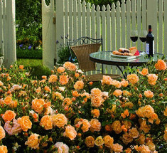 Почвопокровные розы —разноцветные ковры в Вашем саду