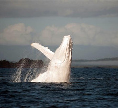 Невиданный кит обнаружен у берегов Австралии      