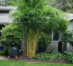 Хотите экзотики в саду? Посадите бамбук!