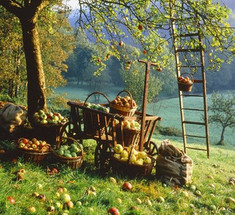 Ноябрь: работы в плодовом саду, цветниках и огороде