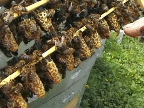 Как правильно выбрать пчел на пасеку