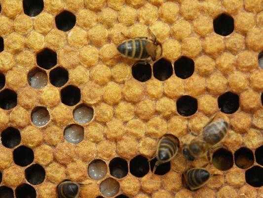 Как правильно выбрать пчел на пасеку