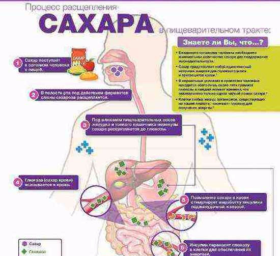 Итоговый проект польза и вред сахара