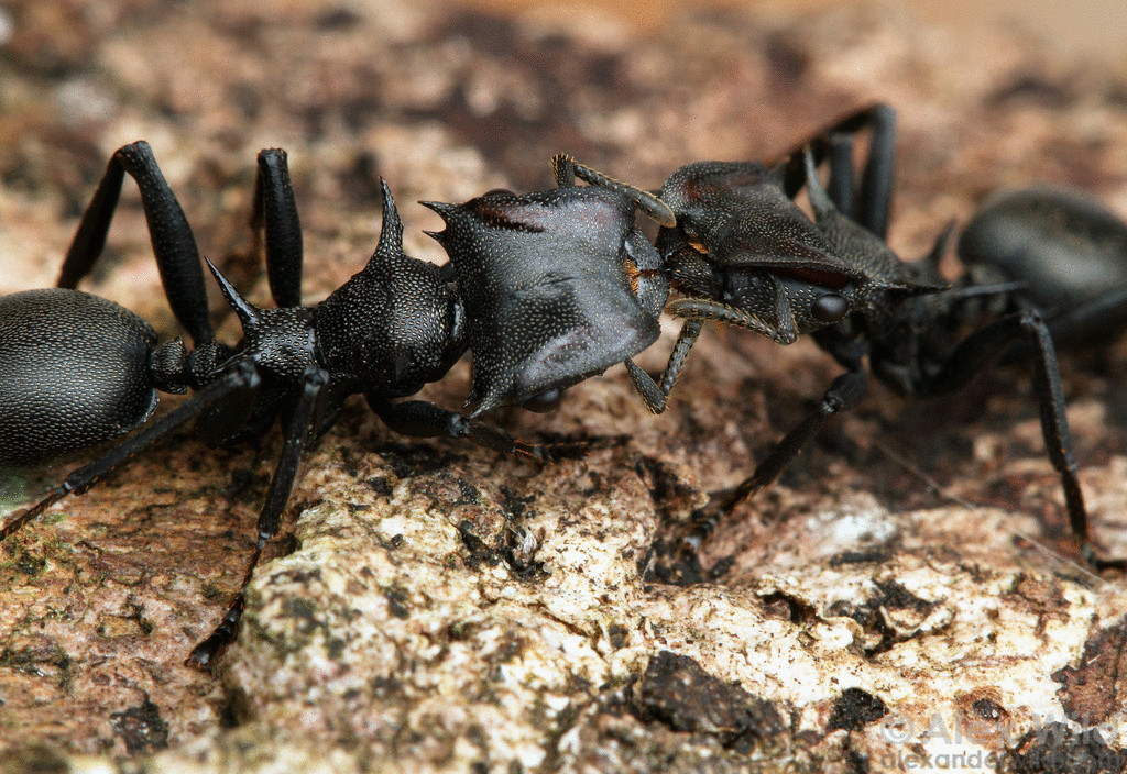 В джунглях Амазонки обнаружены муравьи, способные управлять своим падением