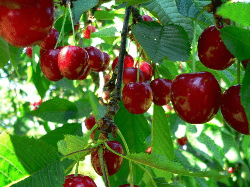 Полезные свойства листьев вишни