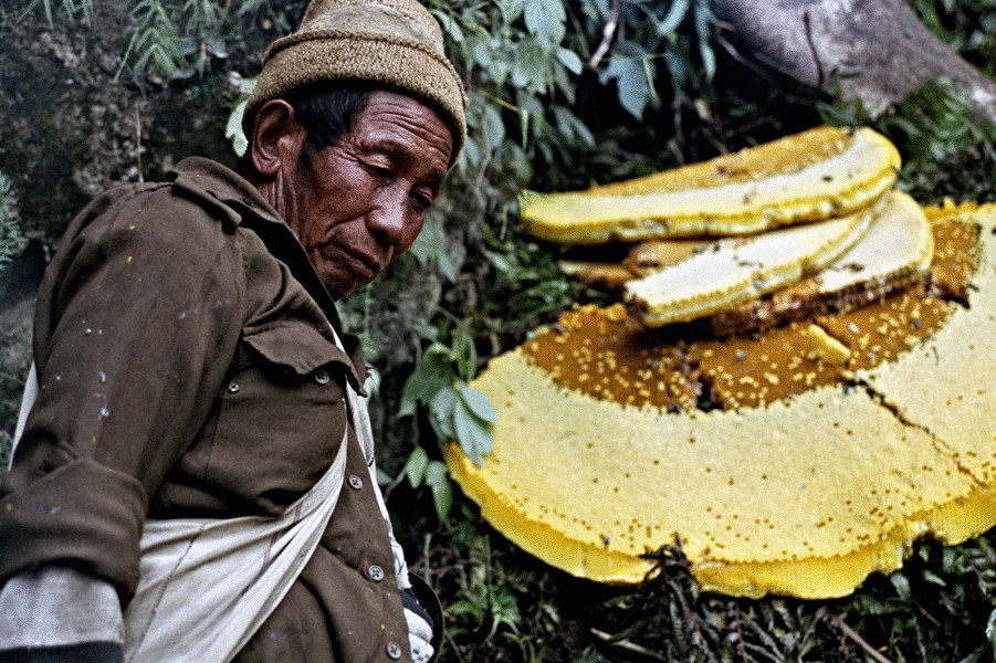 Опасная добыча дикого мёда в Непале