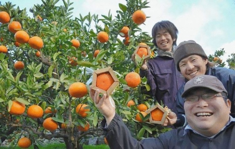 В Японии выращивают уникальные пятиугольные апельсины