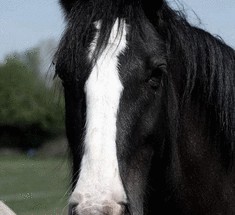 Самый усатый конь Великобритании