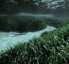 Водоросли Posidonia oceanica помогут спасти экосистему