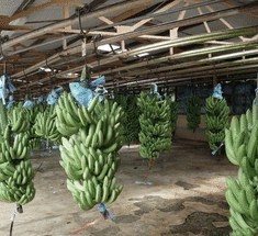 Глобальное потепление и как бананы заменят каротофель