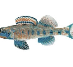Etheostoma obama - вид рыбок в честь Обамы