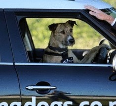 Собака за рулем автомобиля