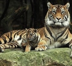 Сапсение и восстановление численности тигров