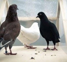 Лондонские голуби забросают город мылом