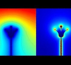 Шмели могут ощущать электрическое поле цветов