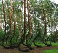 Уникальный лес с изогнутыми деревьями