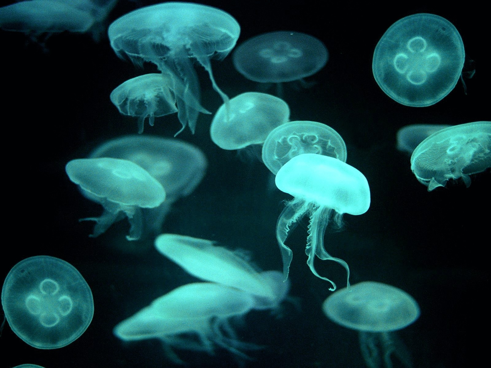 Размножение медуз грозит экологическими неприятностями
