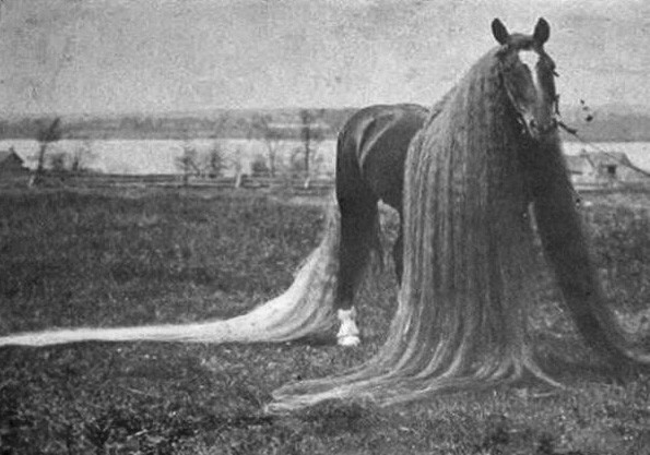 Длинноволосая чудо-лошадь