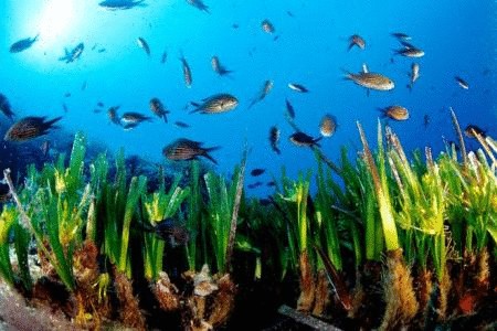 Водоросли Posidonia oceanica помогут спасти экосистему
