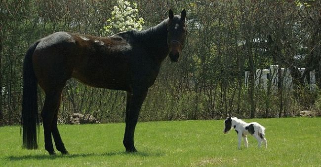 Самый маленький пони в мире празднует первый день рождения