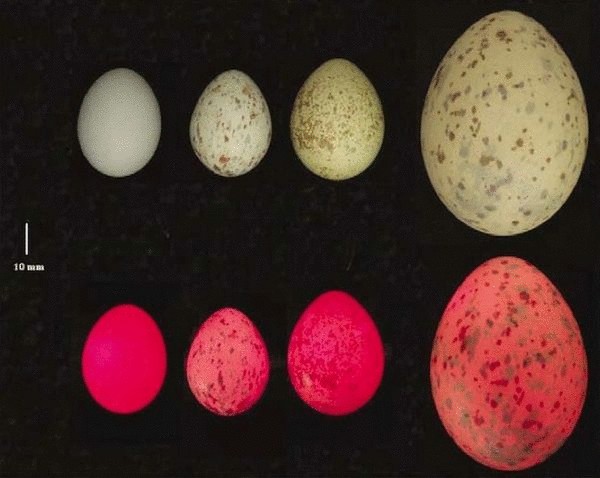 Почему у птиц разноцветные яйца