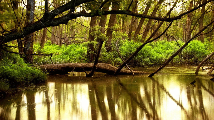 Качество воды зависит от здоровья лесов