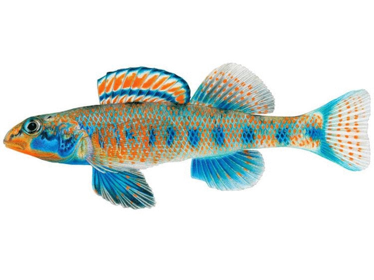 Etheostoma obama - вид рыбок в честь Обамы