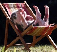 Мини-свиньи — два в одном