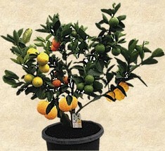 Multigrafting –6 фруктов на одном дереве