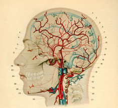 Комплекс кинезиологических упражнений, которые объединяют тело и ум
