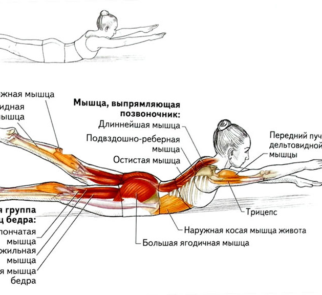 Планка какие мышцы работают у женщин фото до и после