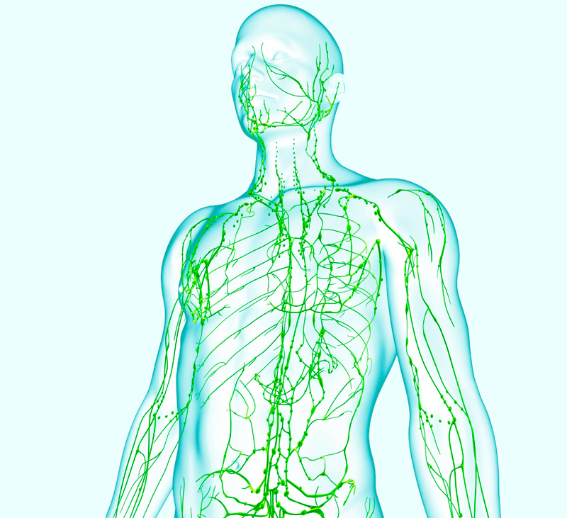 Лимфатическая система человека рисунок
