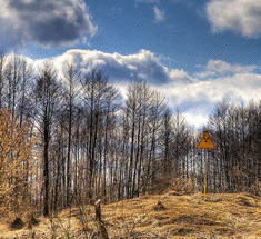 Мертвый лес вокруг Чернобыля не разлагается