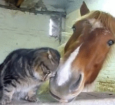 Необычная нежная дружба лошади и кота+видео