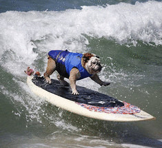 Собаки- сёрфингисты на соревнованиях в Huntington Beach 2014