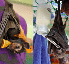 Tolga Bat Hospital — больница для  осиротевших летучих мышей