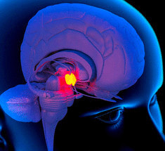  Шишковидное тело — квантовый компьютер в головном мозге