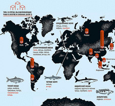 Интереснейшая инфографика для любителей рыбы