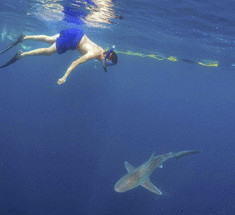 Купание с акулами на Гавайях