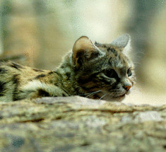 26 потрясающих пород кошек на грани исчезновения