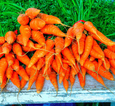 Как на  2,4 м²  получить урожай моркови, которого хватит до следующего сезона
