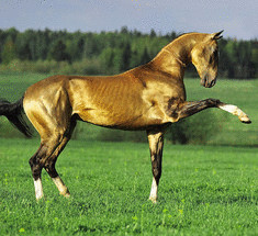 Лошади  Ахалтекинской породы:  удивительная  красота, существующая уже пять тысячелетий
