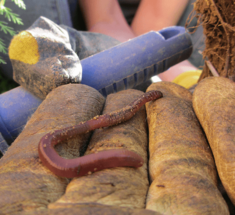 Дождевые черви на даче — источник биогумуса